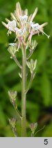 Oenothera gaura