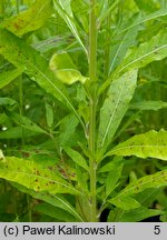 Oenothera gaura