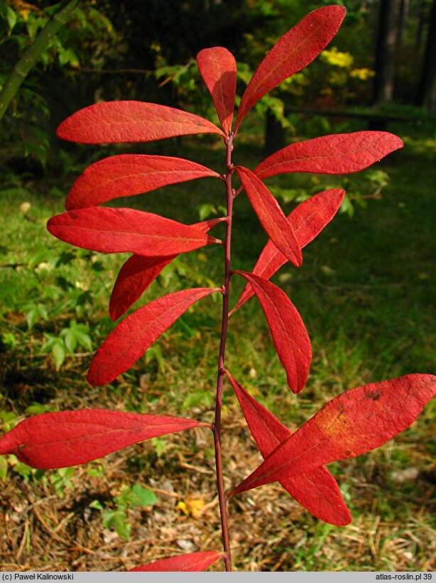 Gaylussacia frondosa
