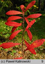 Gaylussacia frondosa
