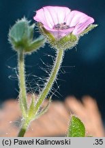 Geranium divaricatum (bodziszek rozłożysty)