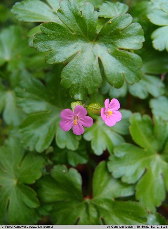 Geranium lucidum (bodziszek lśniący)