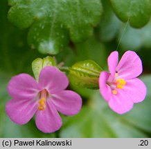 Geranium lucidum (bodziszek lśniący)