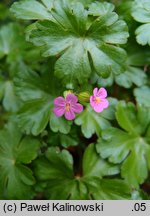 Geranium lucidum (bodziszek lśniący)