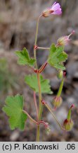 Geranium rotundifolium (bodziszek okrągłolistny)