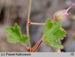 Geranium rotundifolium (bodziszek okrągłolistny)