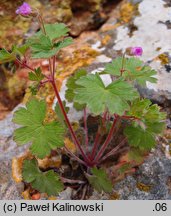 Geranium rotundifolium (bodziszek okrągłolistny)