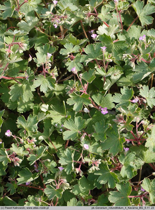 Geranium rotundifolium (bodziszek okrągłolistny)