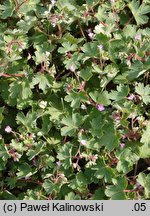 Geranium rotundifolium (bodziszek okrągłolistny)