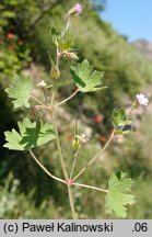 Geranium rotundifolium (bodziszek okrągłolistny)