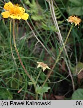 Geum ×borisii (kuklik Borysa)