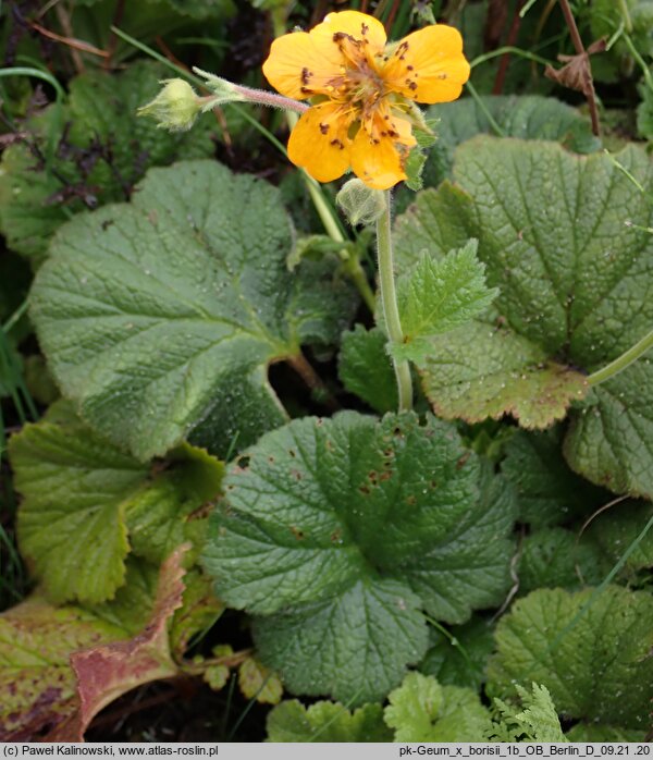 Geum ×borisii (kuklik Borysa)