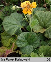 Geum ×borisii (kuklik Borysa)