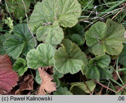 Geum ×borisii (kuklik Borysa)