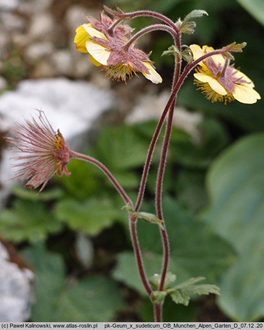 Geum ×sudeticum