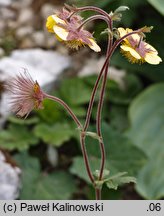 Geum ×sudeticum