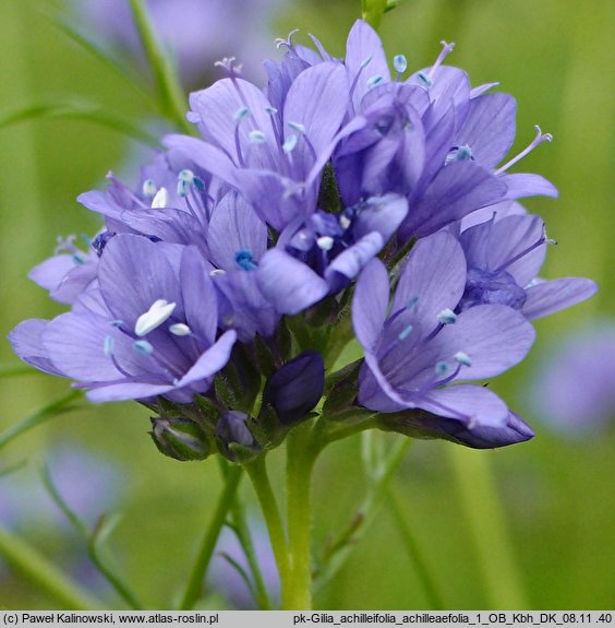 Gilia achilleifolia (gilia krwawnikolistna)