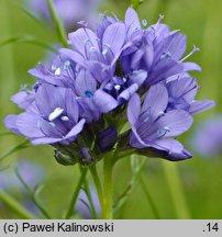 Gilia achilleifolia (gilia krwawnikolistna)