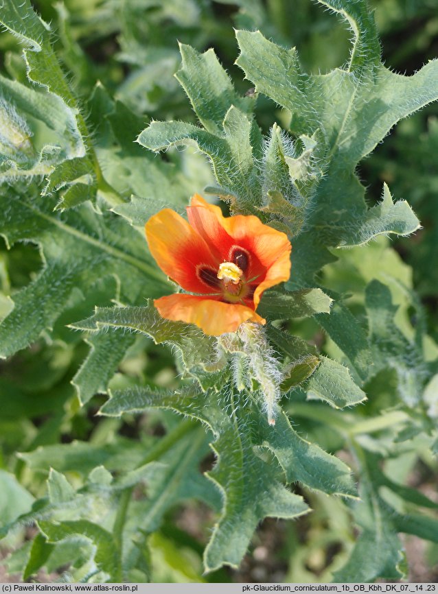 Glaucium corniculatum (siwiec pomarańczowy)