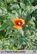 Glaucium corniculatum (siwiec pomarańczowy)