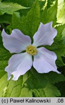 Glaucidium palmatum (glaucidium groniaste)