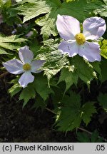 Glaucidium palmatum (glaucidium groniaste)