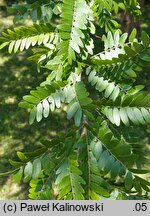 Gleditsia japonica (glediczja japońska)