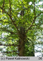 Gleditsia japonica (glediczja japońska)