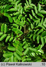 Gleditsia japonica (glediczja japońska)