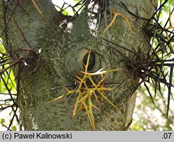 Gleditsia sinensis (glediczja chińska)