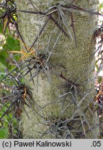 Gleditsia sinensis (glediczja chińska)