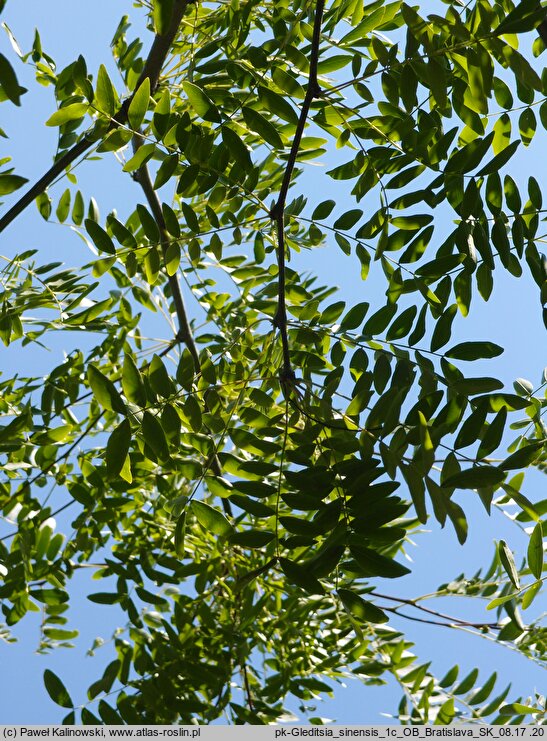 Gleditsia sinensis (glediczja chińska)