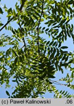 Gleditsia sinensis (glediczja chińska)