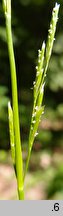 Glyceria declinata (manna długoząbkowa)