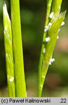 Glyceria declinata (manna długoząbkowa)