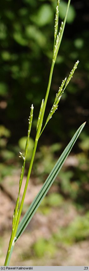 Glyceria declinata (manna długoząbkowa)