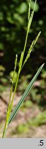 Glyceria declinata (manna długoząbkowa)