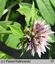 Glycyrrhiza echinata (lukrecja najeżona)