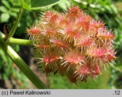 Glycyrrhiza echinata (lukrecja najeżona)