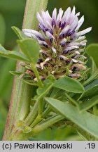 Glycyrrhiza echinata (lukrecja najeżona)