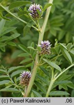 Glycyrrhiza echinata (lukrecja najeżona)