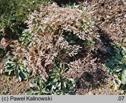 Goniolimon tataricum (zatrwian tatarski)