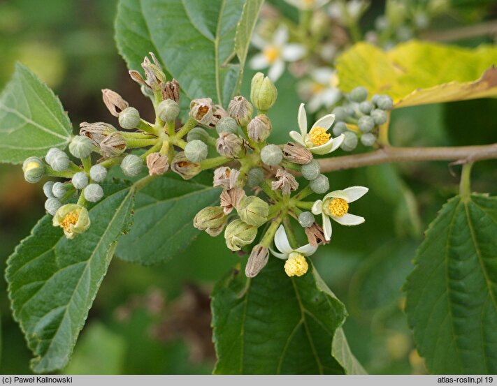 Grewia biloba (grewia dwuklapowa)