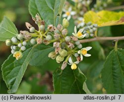 Grewia biloba (grewia dwuklapowa)