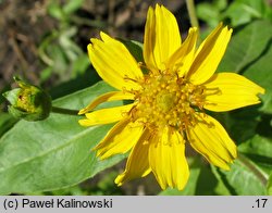 Guizotia abyssinica (olejarka abisyńska)