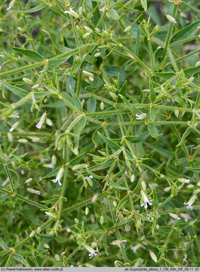 Gypsophila pilosa (łyszczec miękkowłosy)