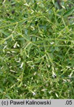 Gypsophila pilosa (łyszczec miękkowłosy)