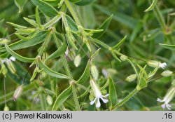 Gypsophila pilosa (łyszczec miękkowłosy)