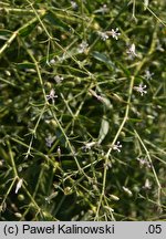 Gypsophila pilosa (łyszczec miękkowłosy)