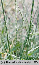 Hainardia cylindrica (hajnardia walcowata)